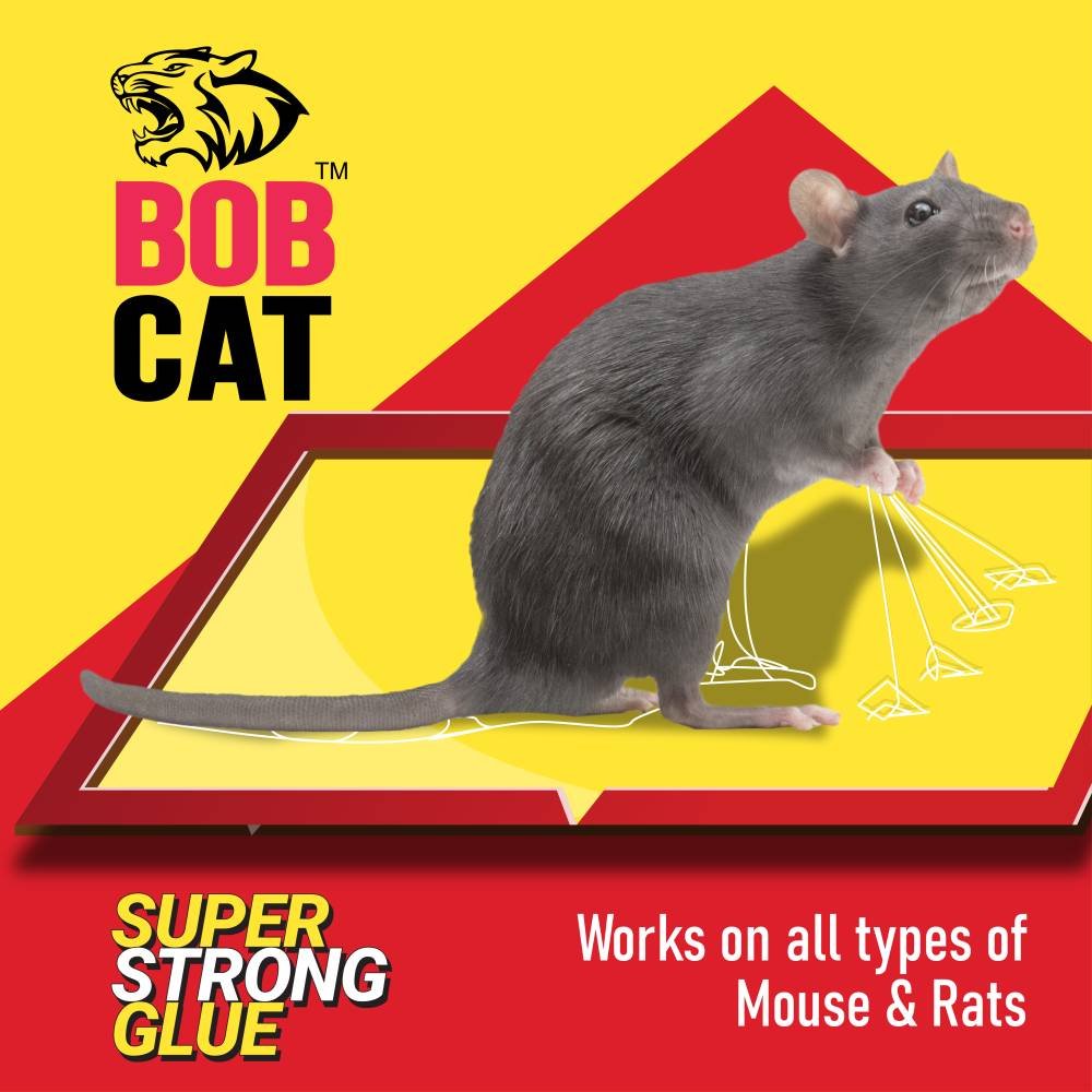 rat glue pad